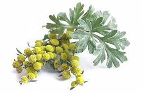 Wermutextrakt in NEOflorax