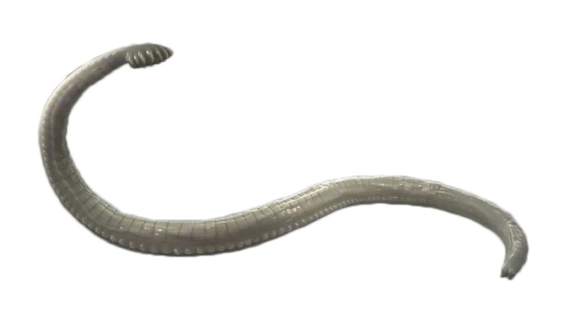 menschliche Parasiten